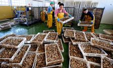 A finales de agosto ya se retiraron 1.200 kilos de almeja muerta de las bateas.