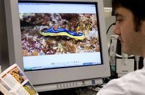 La investigaci�n en biotecnolog�a marina es la base del trabajo en el laboratorio de Pharmamar.