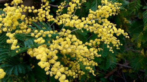 Rama en flor de mimosa, o acacia de Australia, una especie invasora que se introdujo en el siglo XIX como ornamental