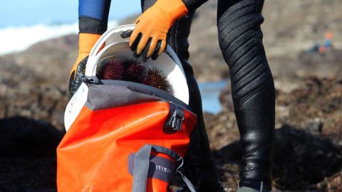 Captura del oricio en Asturias