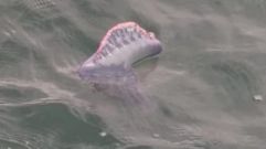 Una carabela portuguesa flotando este lunes en la playa de Montalvo, en Sanxenxo
