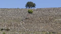 El importe m�ximo de las ayudas se reserva para los vi�edos con muros de piedra
