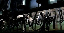 Crespo asegura que la subida de la leche permite un �importante desafogo ao sector�.