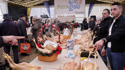 La Feira do Galo celebra este 2025 su 34.� edici�n con limitaciones por la gripe aviar