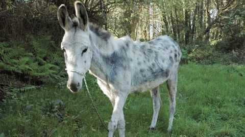 Imagen de archivo de un burro en un monte de Galicia