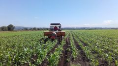 Plantaci�n realizada por el CIAM.