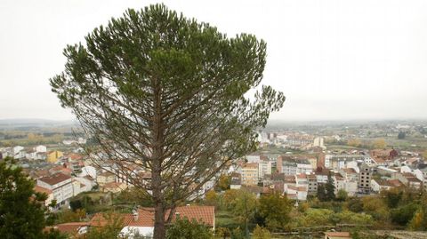 Un pino en el monte de San Vicente, en Monforte