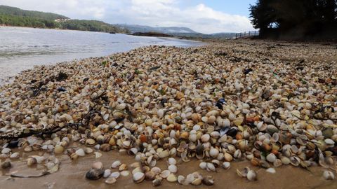 Las lluvias arrasaron con el berberecho en Noia, epicentro de la catstrofe con ese bivalvo en Galicia