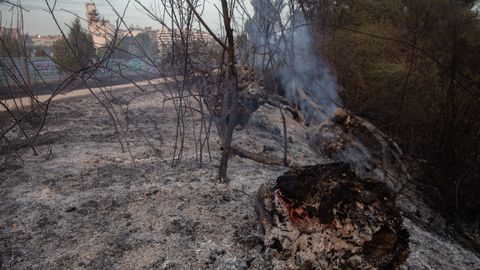 Campo quemado por el incendio registrado en Tres Cantos (Madrid)