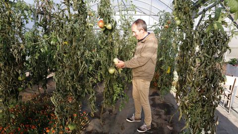 Manuel Valn, director del CFEA ribadense, en la plantacin de tomates del centro