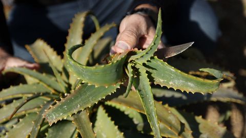La planta de aloe vera que han comenzado a cultivar