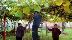 En la residencia de As Dores de Lal�n ayer se recogieron las �ltimas uvas de la parra del patio del centro.
