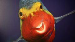 �Comedy Wildlife. Premios de fotograf�a� en Afundaci�n de A Coru�a