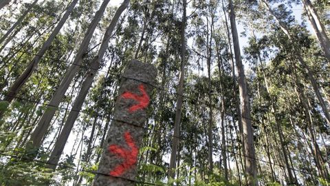 El certificado de madera forestal est cada vez ms presente en montes de Galicia (en la imagen, uno de Meis)