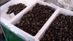 Percebe percebes