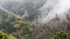 Mimosas (en amarillo) en el pliegue geol�gico de Campodola