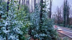 Rebrote de eucaliptos tras un incendio en Ponte Caldelas