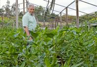 Seraf�n Migu�ns conf�a en que la campa�a del pimiento remonte a mediados de agosto.