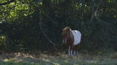 Uno de los ponis, este mircoles, en una finca de Garabolos