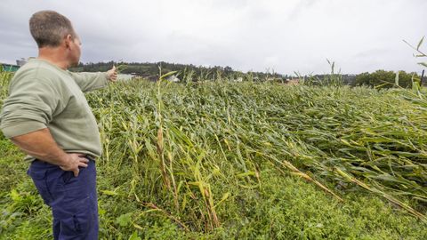 Kirk en Galicia: campos de maz arrasados en Zas