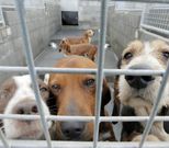 El Refuxio de Animais se encuentra saturado. 
