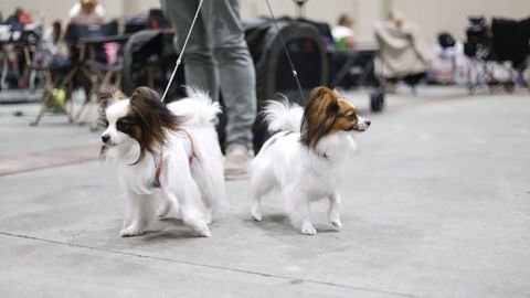 Exposici�n Canina de Galicia en Lugo