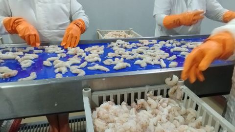 Procesado de langostino en la planta de Greciamar
