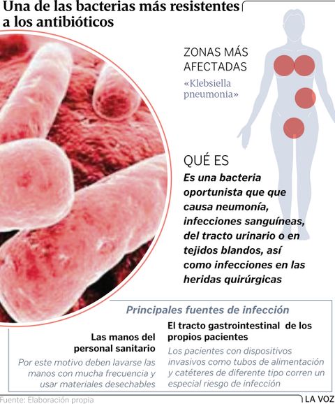 La bacteria «Klebsiella»