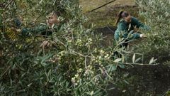 La cosecha gallega de Aceites Abril sortea los incendios con 50.000 kilos de olivas