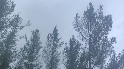 Monte de pinos de Castroverde afectado por la banda marrón