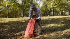 �Podo botar seis ou sete horas recollendo casta�as�