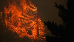 Un �rbol es pasto de las llamas en el t�rmino de Albendiego, a causa del incendio que se inici� en La Mierla (Guadalajara).