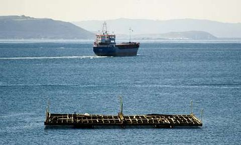 Imagen de una de las bateas en las que se depura el marisco de Ferrol.