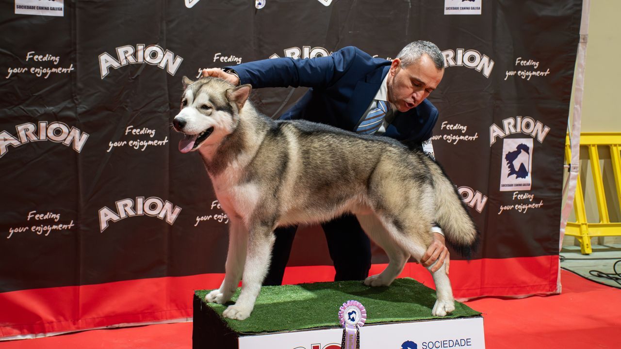 El Pazo de Feiras de Lugo elige este fin de semana a los mejores perros de todo el país