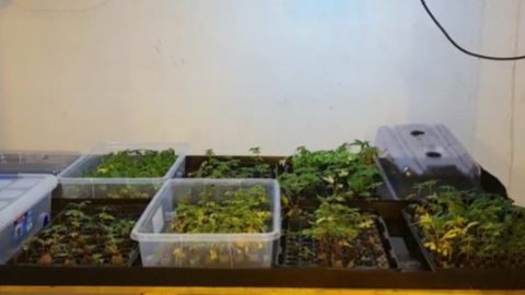 Las drogas incautadas