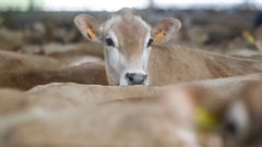 La Xunta deja claro que la dermatosis nodular contagiosa no se transmite a las personas