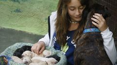 Las im�genes m�s tiernas de los nueve cachorros