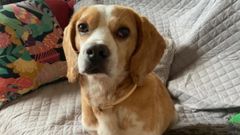 Nei, el perro perdido