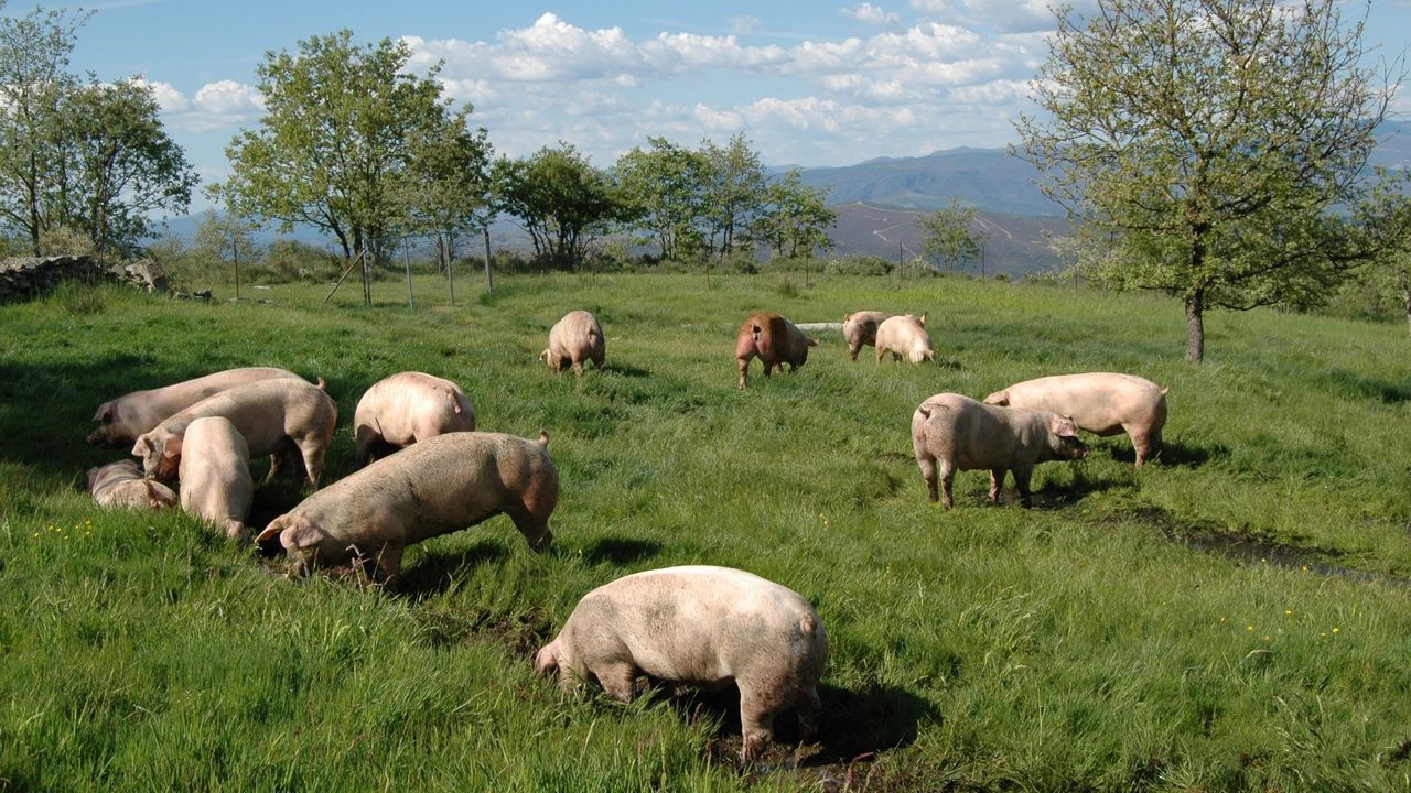 Coren compra más de 4,2 millones de kilos de castañas al año para alimentar a los cerdos de su gama específica