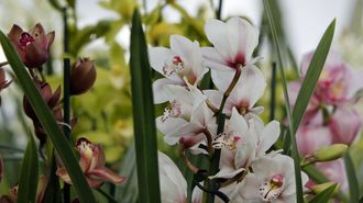 Imagen de archivo de orquideas en un invernadero.