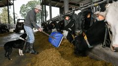 Rom�n Santalla alimenta a sus vacas, que hace semanas que no pueden salir a pastar