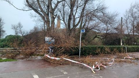 Estado en el que qued� el �rbol del paseo mar�timo, a la altura de As Lapas, tras ser saneado por los bomberos
