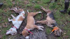 Los perros que murieron al caerse al canal