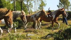 La asociaci�n Monte Faro logra salvar la �nica caba�a equina libre de la comarca