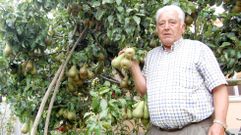 Manuel Vi�a, en imagen de archivo, con alguno de sus perales, que daban una abundante cosecha cada temporada
