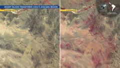 A la izquierda, el desierto en 2025; a la derecha, en 2026.