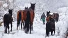 Caballos en la nieve en el concejo de Caso, Asturias