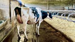 Una de las vacas de Baixo Holstein, reconocidas como las vacas con mejor gen�tica de Espa�a