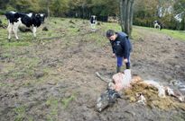 Restos de una vaca devorada por lobos el a�o pasado en una granja de Pradeda (Carballedo). 