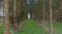 Plantaci�n de eucalipto en la parroquia de Labio, en la zona rural de Lugo